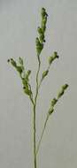 Imagem de Panicum linearifolium Scribn.