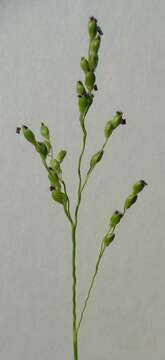 Image of slimleaf panicgrass