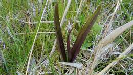 Image de Orchis rouge sang