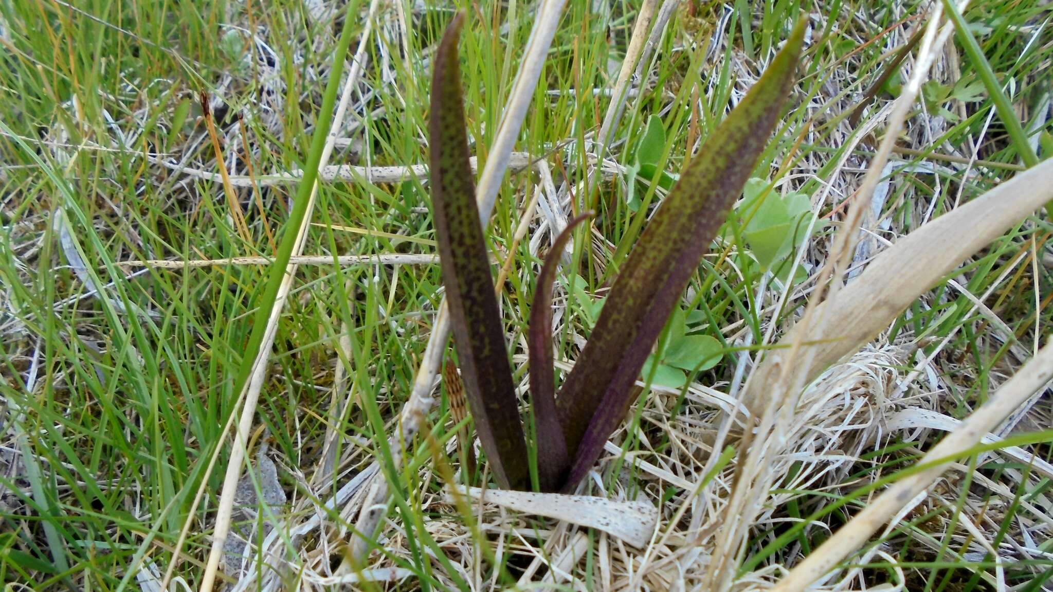 Image de Orchis rouge sang