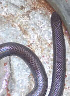 Image of Common Purple-glossed Snake