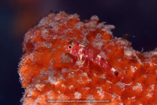 Image of Matador triplefin