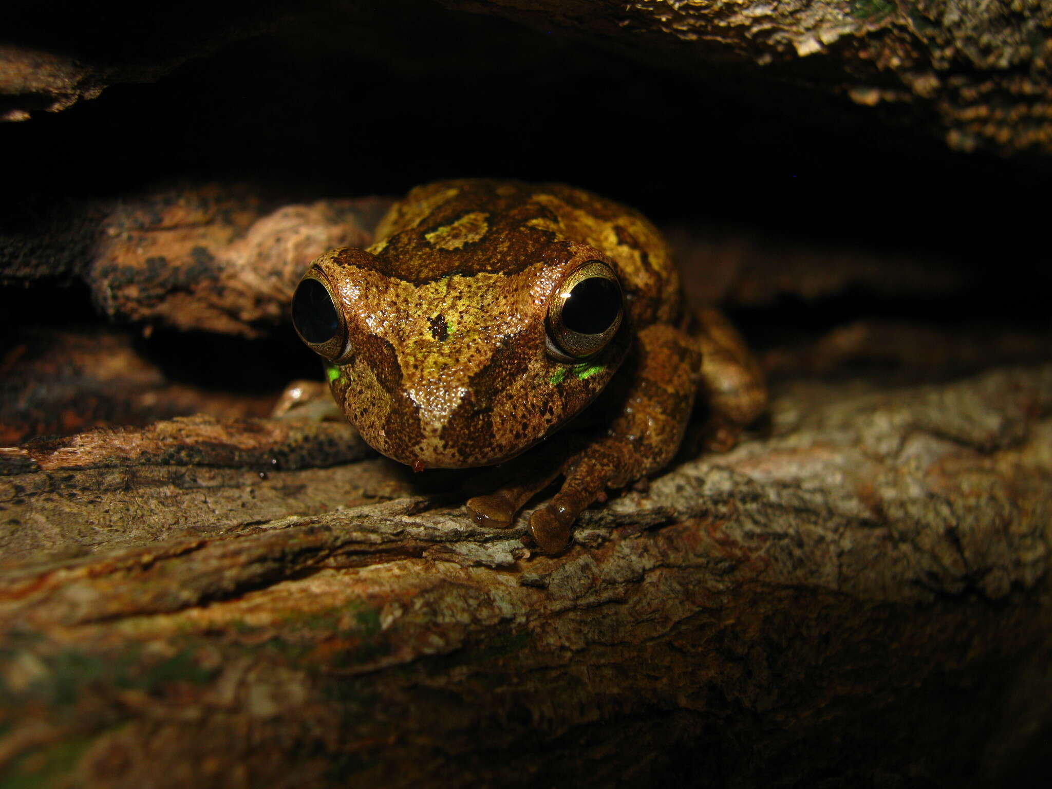 Image of Baudin's Treefrog