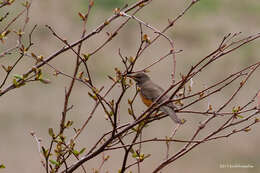 Image of Brown-headed Thrush