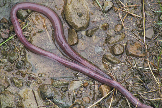 Image of Microchaetus stuckenbergi Plisko 1991