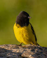 Image of Yellow-rumped Siskin