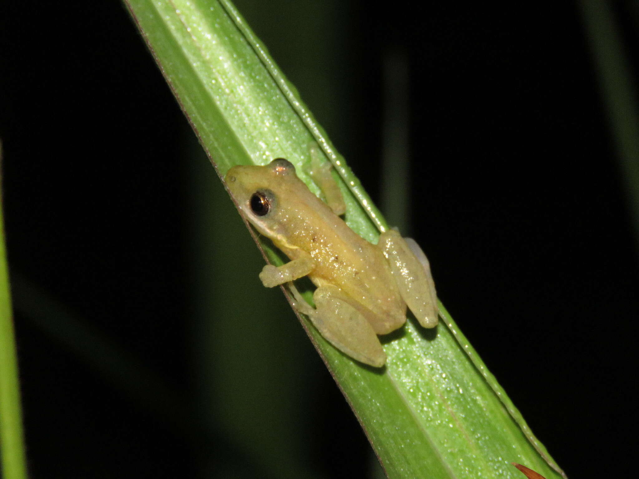 Image of Brown-bordered Snouted Treefrog