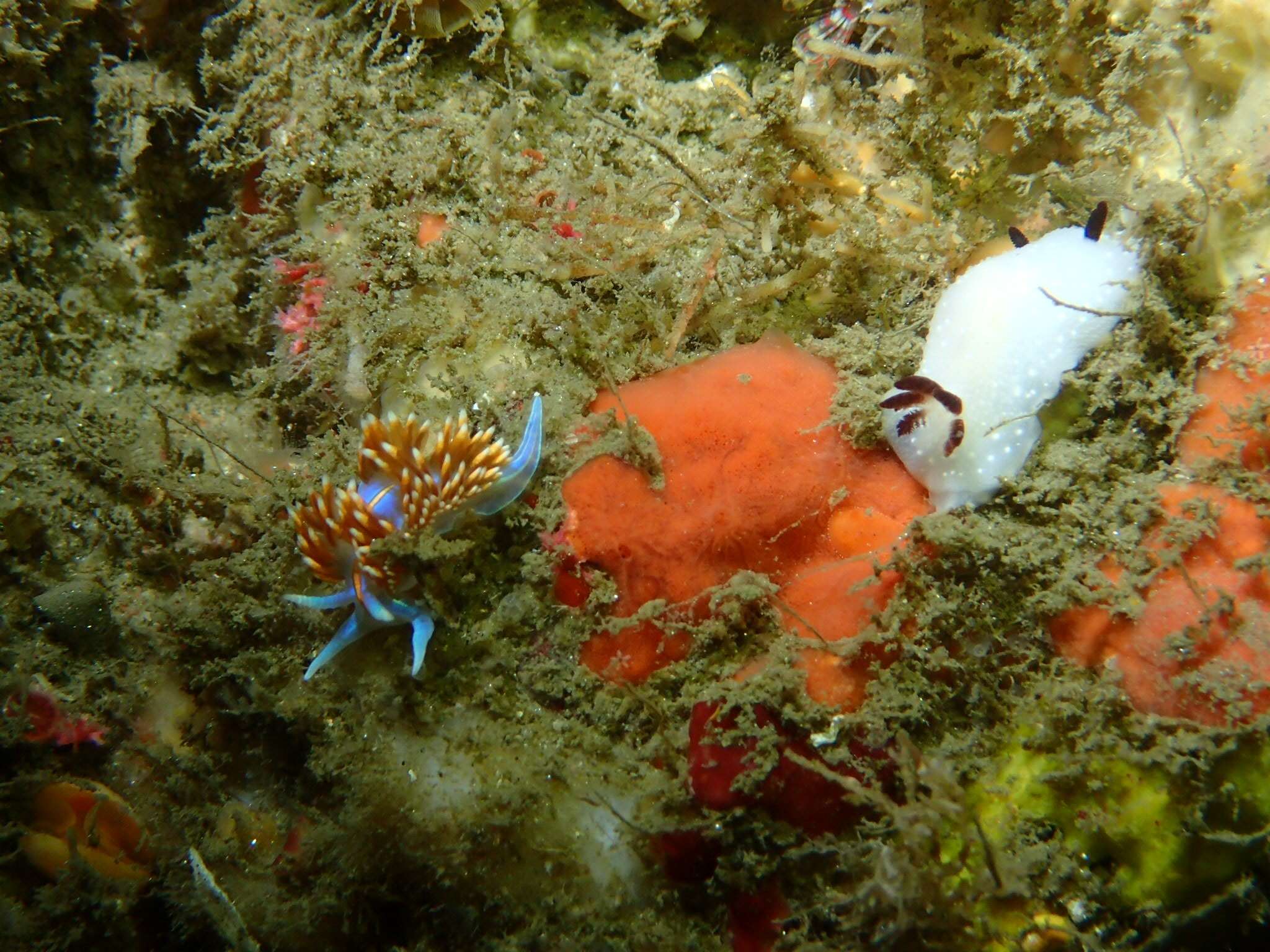 Image of Cadlina limbaughorum Lance 1962