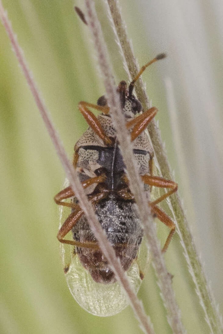 Image of Kleidocerys ericae (Horvath & G. 1909)