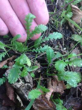 صورة Leptinella squalida Hook. fil.