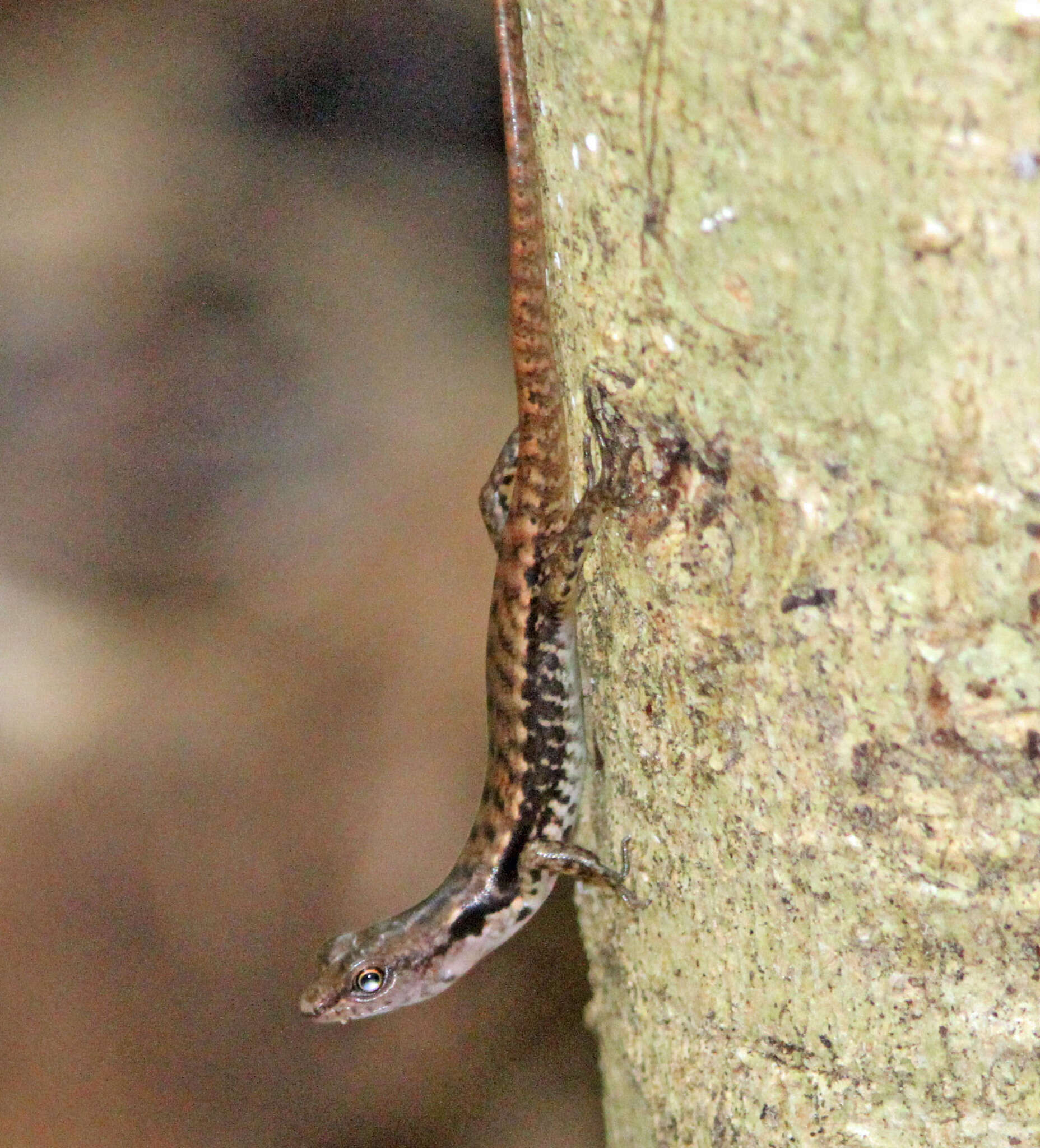 Imagem de Sphenomorphus celebensis (Müller 1894)