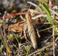 Podismopsis altaica (Zubovski 1900)的圖片