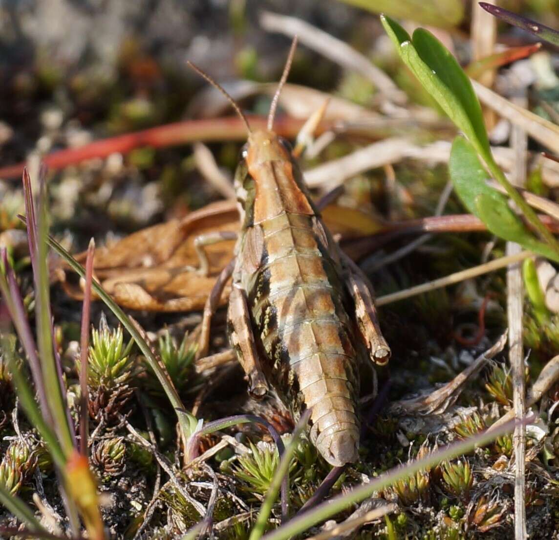 Podismopsis altaica (Zubovski 1900)的圖片