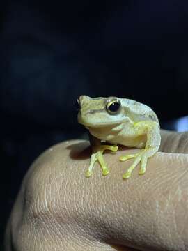 Sivun Litoria jervisiensis (Duméril & Bibron 1841) kuva