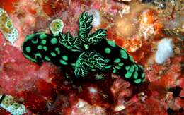 Image of Green spot black slug