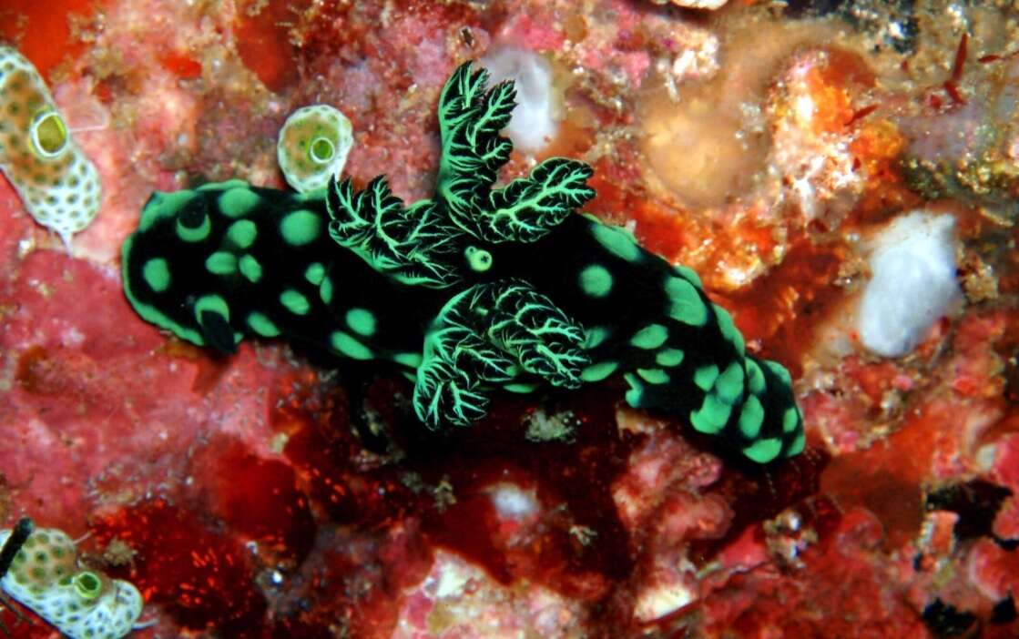 Image of Green spot black slug