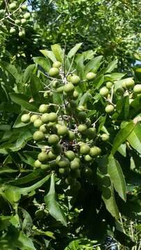 Image of wingleaf soapberry