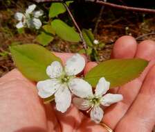 Image of oblongfruit serviceberry