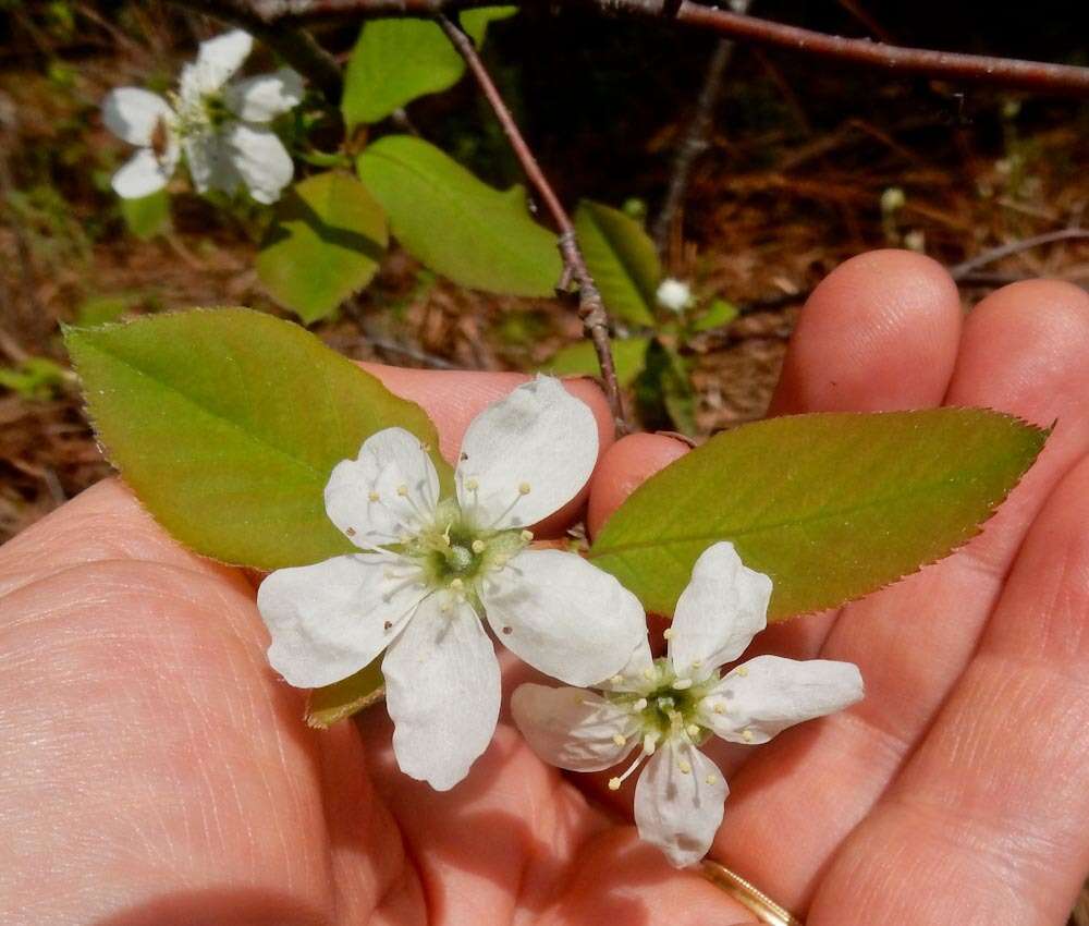 Image of oblongfruit serviceberry