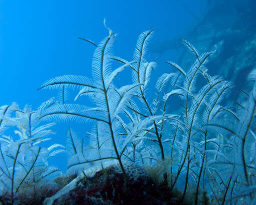 Image of Delicate white stinging hydroids