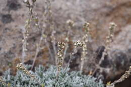 Image of alpine false candytuft