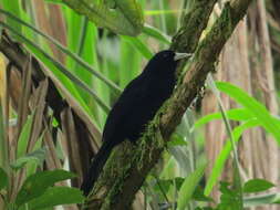 Image of Solitary Black Cacique