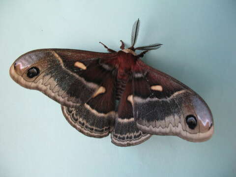 Image of Columbia Silkmoth