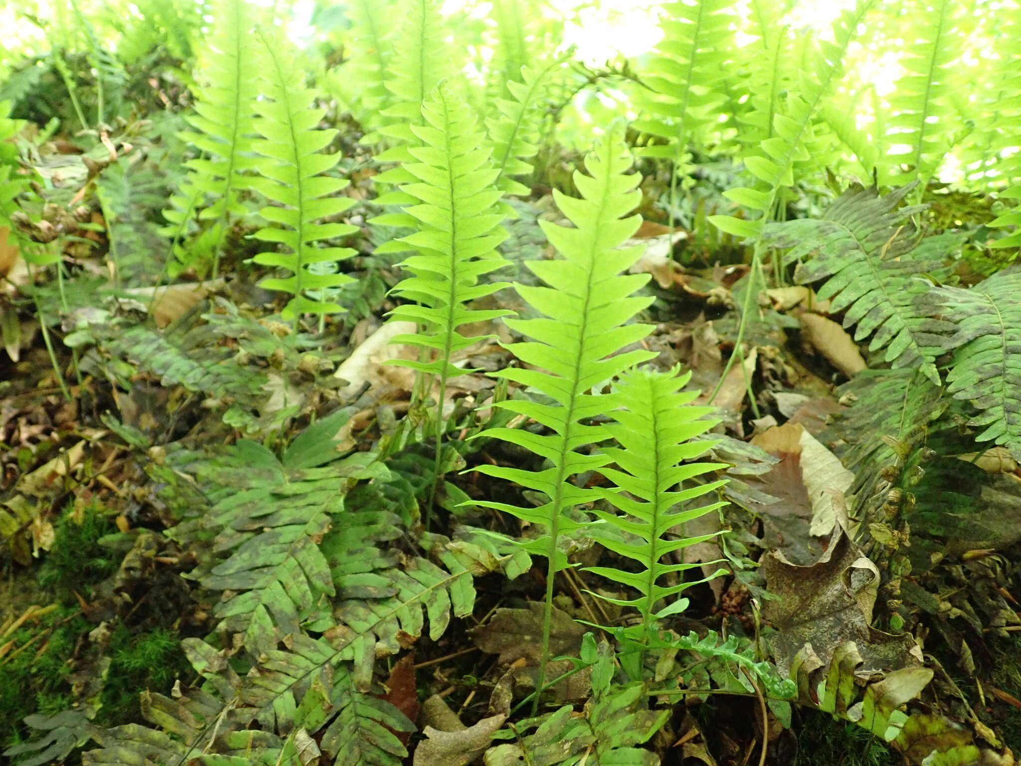 Polypodium appalachianum Haufler & Windham的圖片