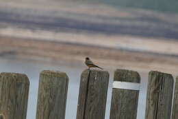 Image of Say's Phoebe