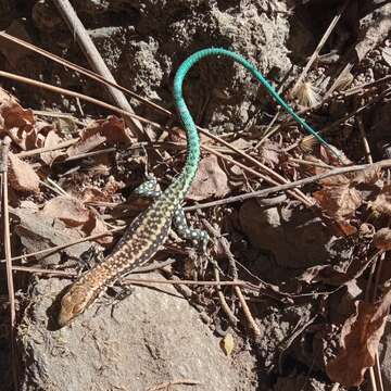 Image of Anatolian Rock Lizard