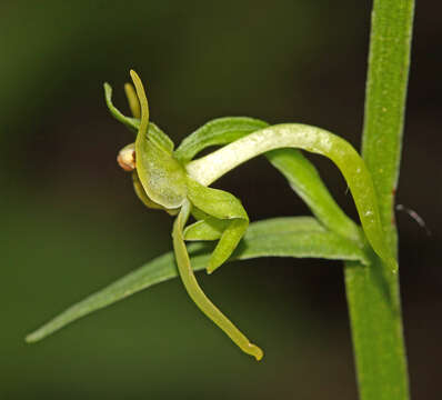 Platanthera maximowicziana Schltr. resmi