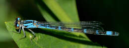 Image of Alkali Bluet