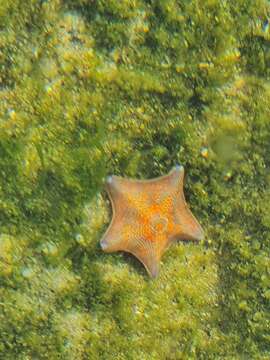 Image of Blue bat star