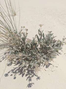 Image of purple sand verbena