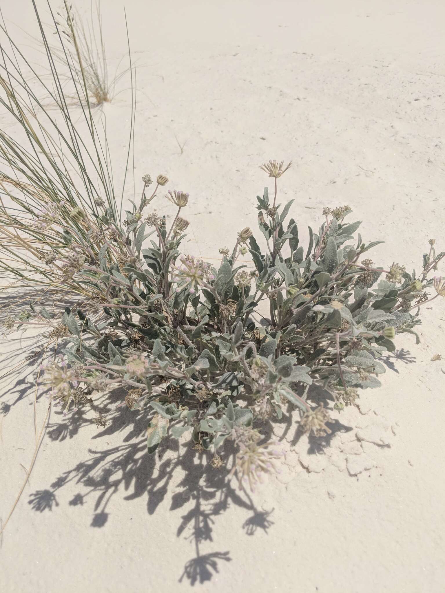 Image of purple sand verbena