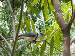 Image of Magpie-jay