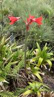 Imagem de Hippeastrum santacatarina (Traub) Dutilh