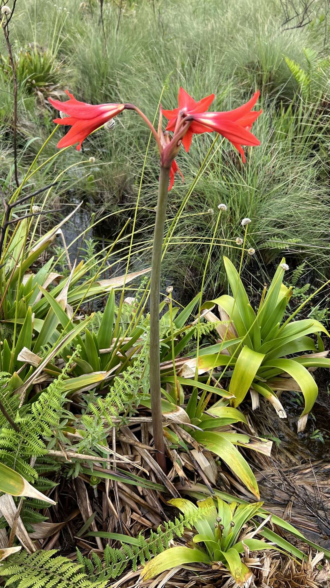 Imagem de Hippeastrum santacatarina (Traub) Dutilh