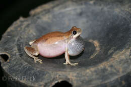 Image of Desert Tree Frog