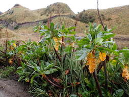 Rumex tolimensis Wedd.的圖片