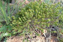 Image of Crassula ericoides subsp. ericoides