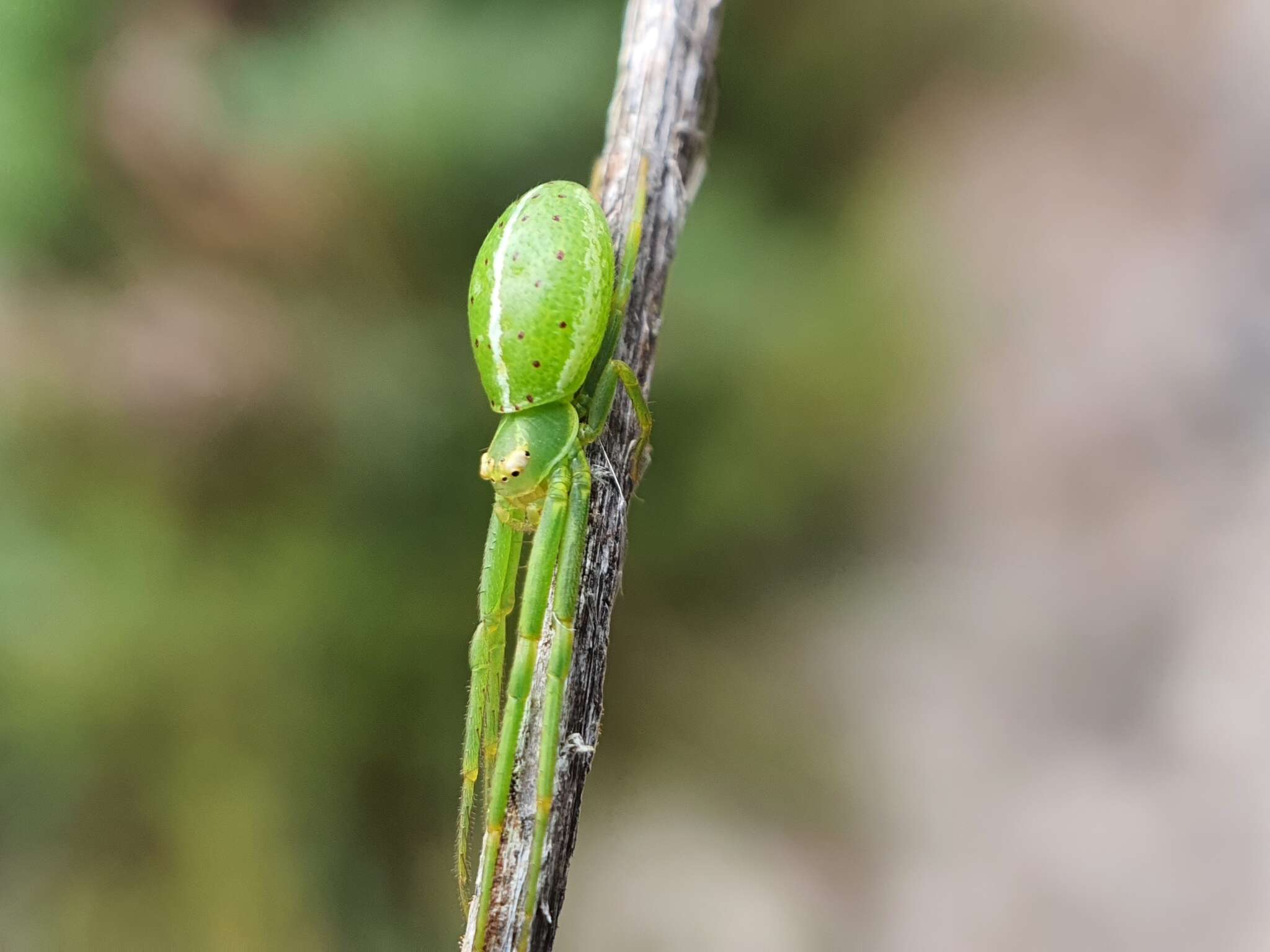 Sivun Cetratus circumlitus (L. Koch 1876) kuva