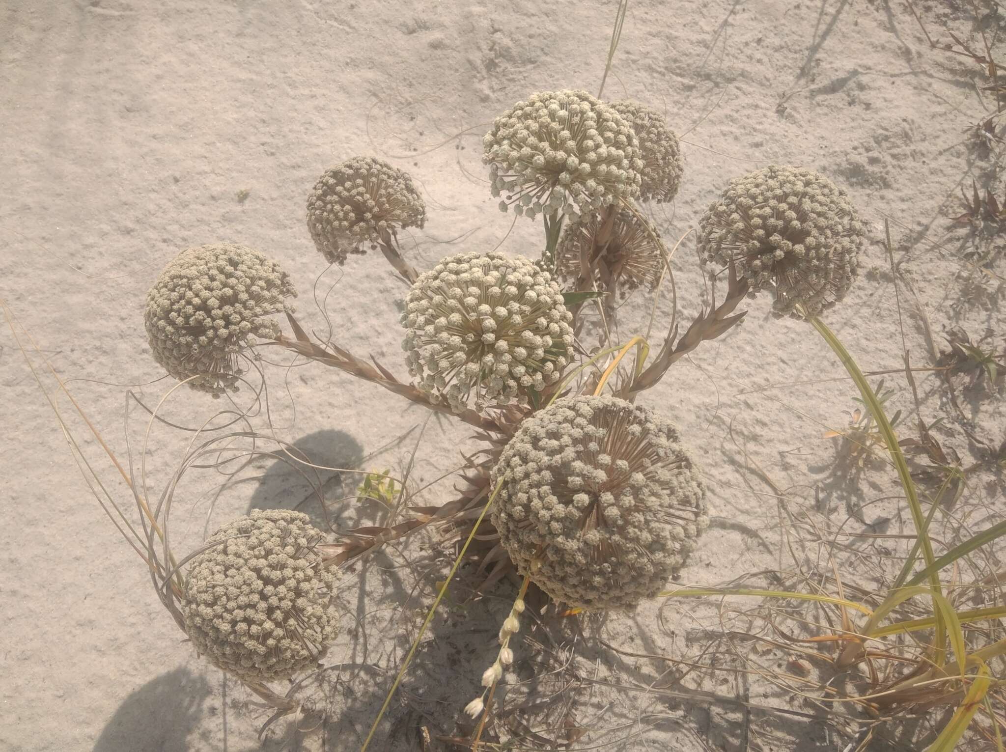 Actinocephalus polyanthus (Bong.) Sano的圖片