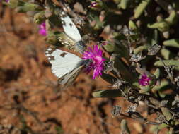 Image of Pontia helice (Linnaeus 1764)