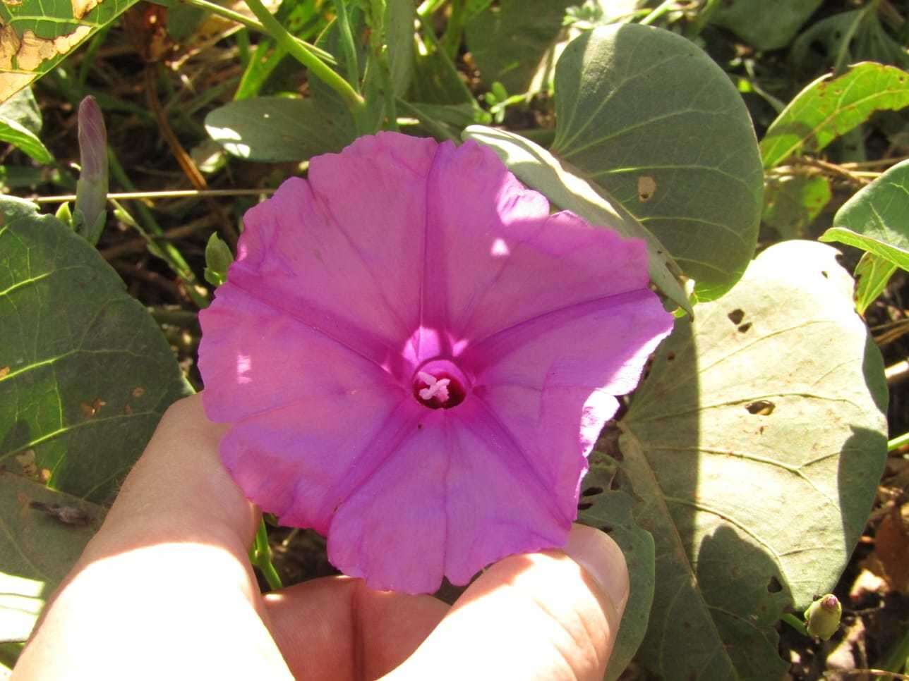 Imagem de Ipomoea asarifolia (Desr.) Roem. & Schult.