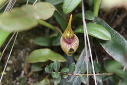 Image de Masdevallia bonplandii Rchb. fil.