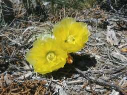 Image of grizzlybear pricklypear