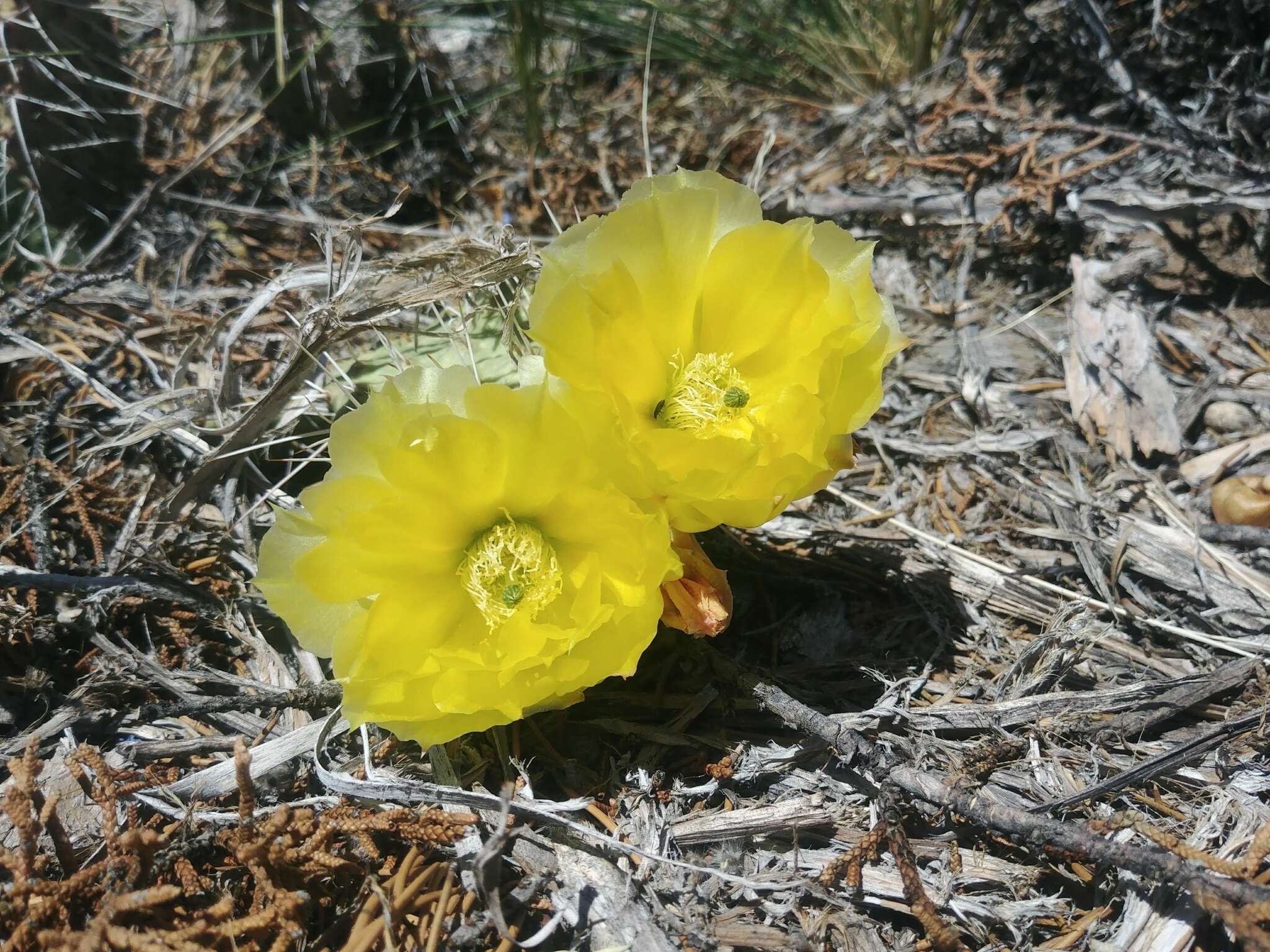 Opuntia polyacantha var. erinacea (Engelm. & J. M. Bigelow) B. D. Parfitt resmi