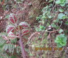 Image of thickleaf peperomia