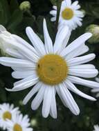 Image of Nippon daisy